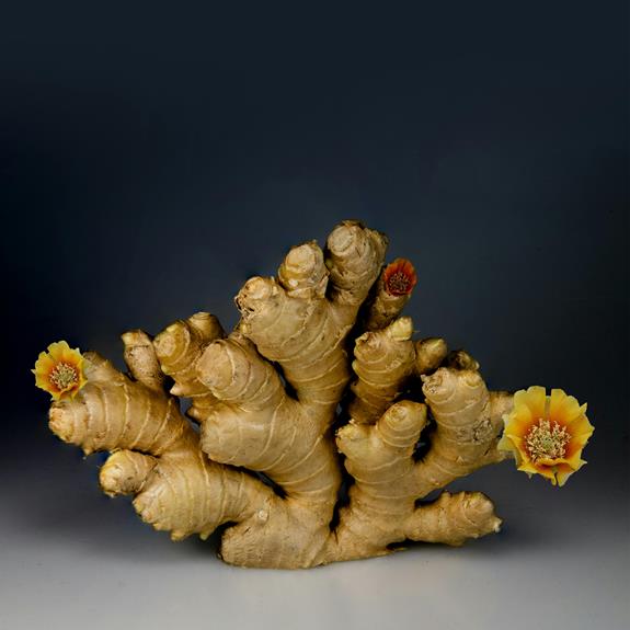 Health Benefits and Uses of Turmeric in Daily Cooking